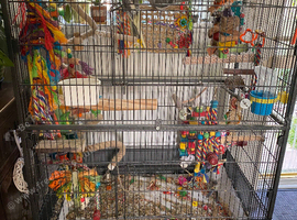 Two cockatiel and large cage