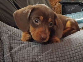 Beautiful little miniature chocolate and tan dashund