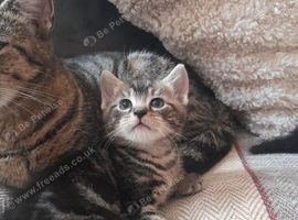 Mixed bengal kittens for sale