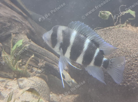 Various fish for sale