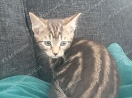 Kittens