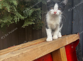 2 kittens looking for their new homes ready now