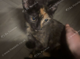 6 month old kittens- boy and girl