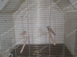 Diamond firetail