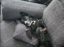 our marley