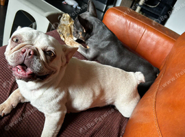 Super sweet child/cat and dog friendly frenchie girl