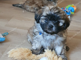 Gorgeous small F1 Malshi puppies (Maltese x Shihtzu)