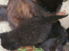 Ragdoll kittens