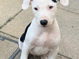 Staff mix whippet