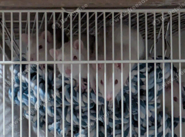 Three young male rats