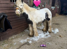 12.2/3hh 6 year old cob mare