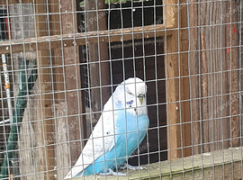 Budgies.