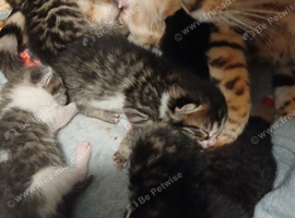 Bengal mix kittens
