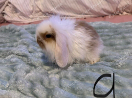 Baby French lop x mini lop