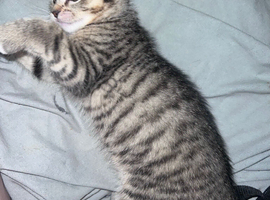 Bengal and Tabby Female Kitten