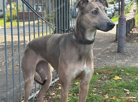 female lurcher