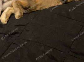 Young tame friendly rabbit