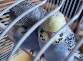 Baby Budgies