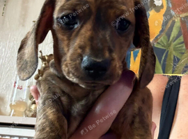 Miniature smooth haired dachshund litter ready 21sr