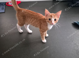 Female kitten