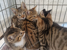 Striking domestic shorthaired farm kittens ready to go
