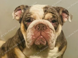 Kali 4 years old
