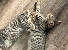 Adorable Male Tabby Kittens Looking for Their Forever Home 12 weeks old
