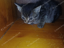 5 Kittens Looking for New Homes - 9 Weeks Old