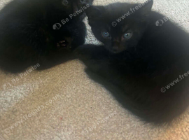 2 kittens