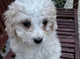 Cavachon Puppies