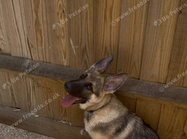 21-Week-Old Male Working-Line German Shepherd
