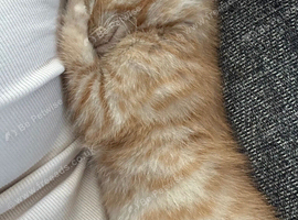 Male ginger tabby