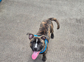 Staff cross sharpei
