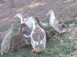 Large silver appleyard females.