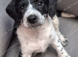Miniature poodle cross chihuahua
