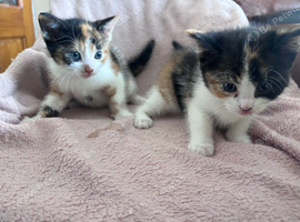 Calico kittens