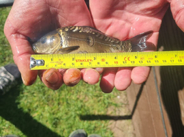 Common/mirror carp