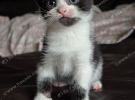 Cats ready for a new home