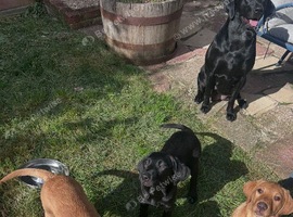 Beautiful Labrador puppies