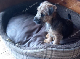 Border x Jack Russell Terrier