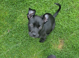 Alpha blue blood bulldog cross puppy - comes with all her things