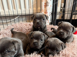 Blue Staffordshire bull terrier puppies