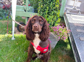 Female cocker spaniel