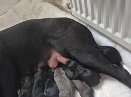 Cross rottweiler caine corso puppies