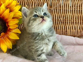 CUTEST SCOTTISH/BSH KITTENS (READY 17TH JULY)