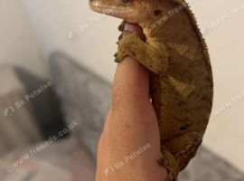 crested gecko and setup