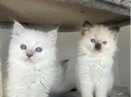 Ragdoll kittens for sale