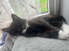 Tuxedo kitten