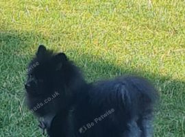 Pomeranian 9months old male