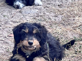 Lassie/Border Collie X Miniature Poodle